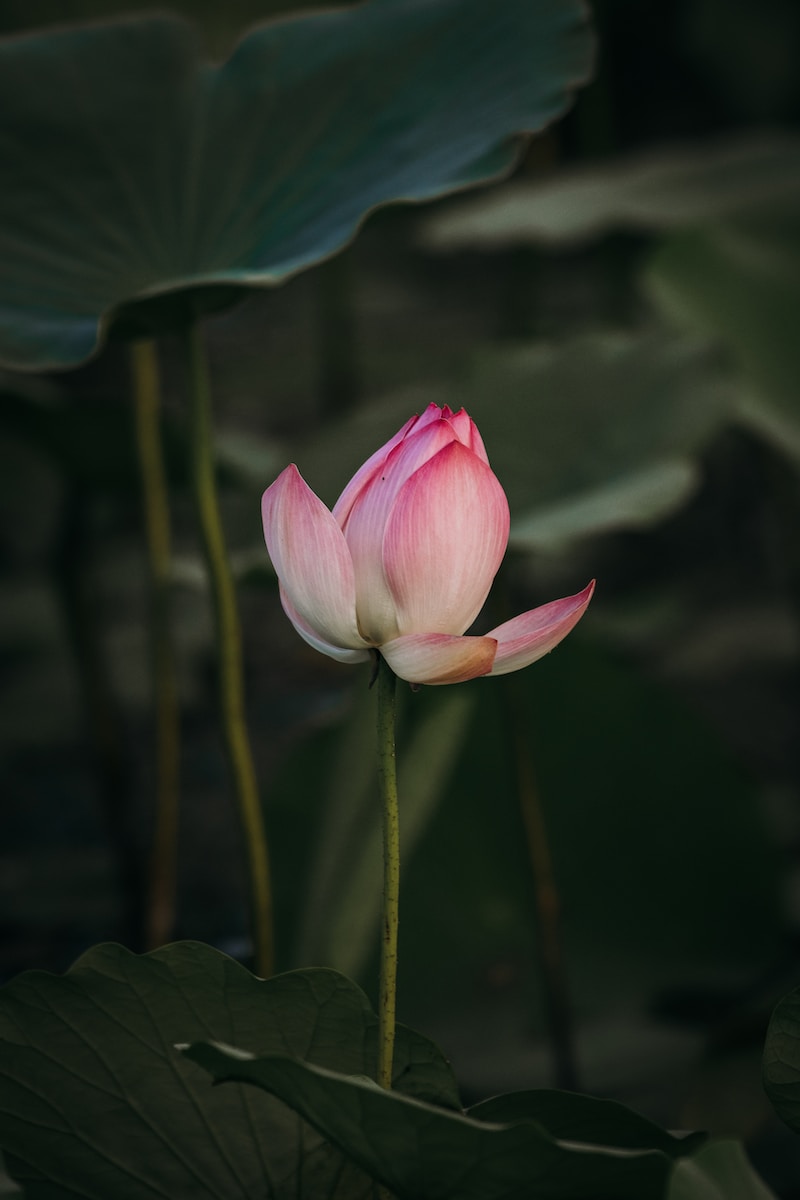 a pink lotus flower blooming in a pond